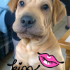 Photo de osmo, Shar-Pei