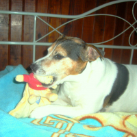 Photo de profil de Rox