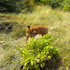 Photo de Titou, Rhodesian-Ridgeback