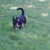 Photo de Joueuse, Border Collie