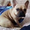 Photo de Isigual, Bouledogue Français