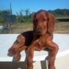 Photo de Habby, Setter Irlandais Rouge