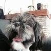 Photo de iris