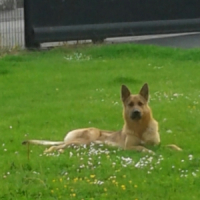 Photo de profil de irko