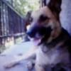 Photo de Chipie