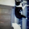 Photo de Mirza