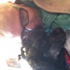 Photo de Rusti , Caniche