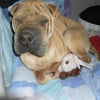 Photo de fonzy, Shar-Pei