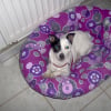 Photo de bilka, Chien courant espagnol