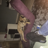 Photo de Twister , Berger Belge Malinois