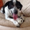 Photo de inti (setterXmalinoisX?)