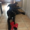 Photo de Leikn (berge allemand X cane corso)
