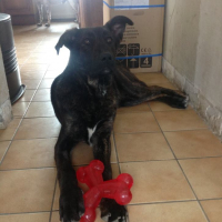 Photo de profil de Leikn (berge allemand X cane corso)