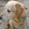 Photo de Benji