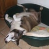Photo de FRIPOUILLE, Border Collie