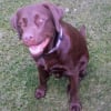 Photo de Lox, Labrador Retriever