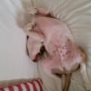 Photo de lorko, Staffordshire Bull Terrier