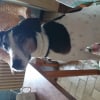 Photo de Droopy 