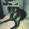 Photo de Bart, Boxer