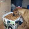Photo de Véga, Boxer