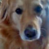 Photo de Youky, Golden Retriever