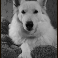 Photo de profil de G'Phoenix