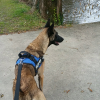Photo de Heaven , Berger Belge Malinois