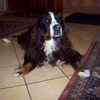 Photo de profil de Atoll