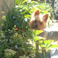 Photo de profil de Ilona