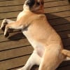 Photo de Loulou