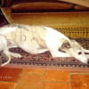 Photo de Pitou