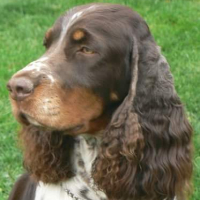 Photo de profil de Cherlock Holmes 