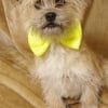 Photo de Nougat, Cairn Terrier