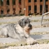 Photo de Mischka ' Firelady Artax's Angel ' , Schnauzer