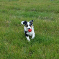 Photo de profil de Laika