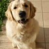 Photo de Eurka , Golden Retriever