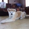 Photo de Kinaï, Akita Inu