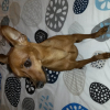 Photo de Igor , Pinscher Nain
