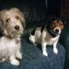 Photo de LOLA, Fox Terrier