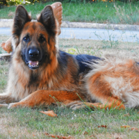 Photo de profil de sam