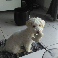 Photo de profil de Looky