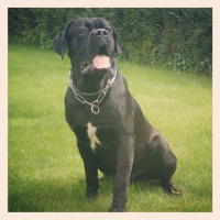 Photo de profil de Jango