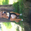 Photo de Tayson, American Staffordshire Terrier