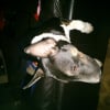 Photo de buzz