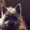 Photo de Wolf