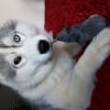 Photo de Laska , Husky Sibérien