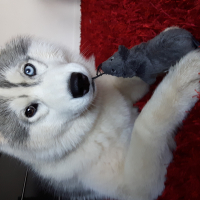 Photo de profil de Laska 