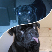Photo de profil de Mikado