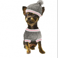 Photo de profil de Pixy