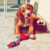 Photo de Lucky, Epagneul Breton